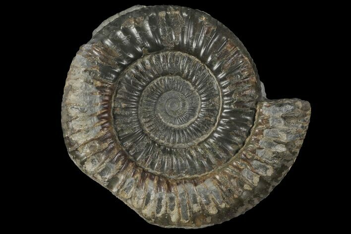 Dactylioceras Ammonite Fossil - England #100464